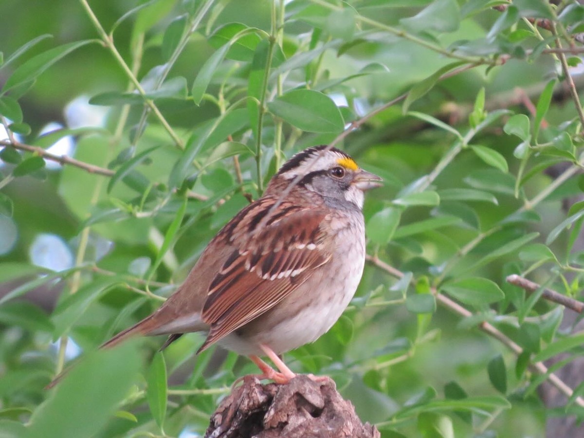 White-throated Sparrow - ML579061341