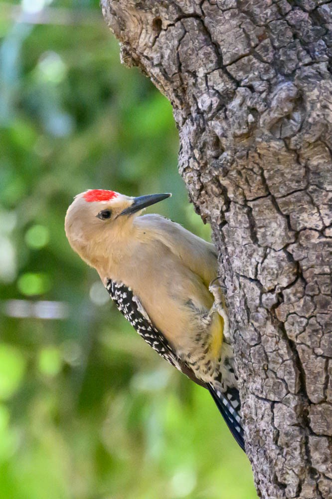 Gila Woodpecker - ML579061791
