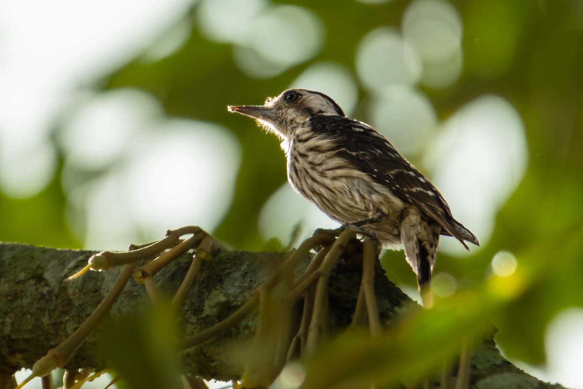Gray-capped Pygmy Woodpecker - ERIK Ding