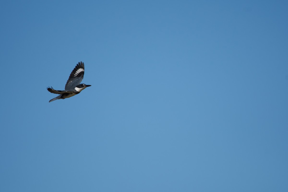 Belted Kingfisher - ML579068681