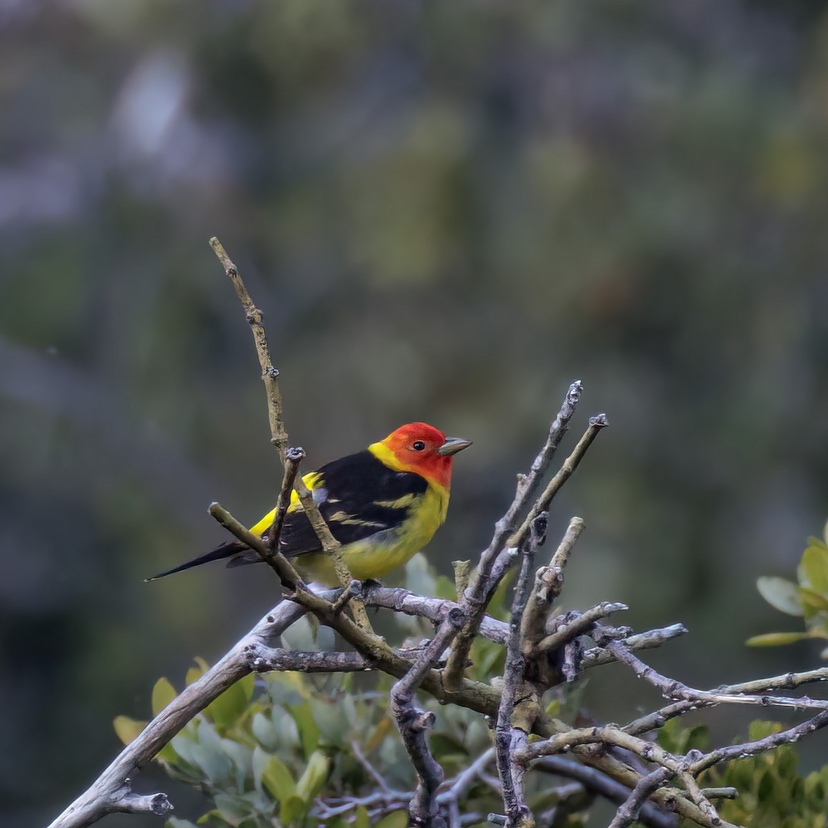 Western Tanager - ML579071441