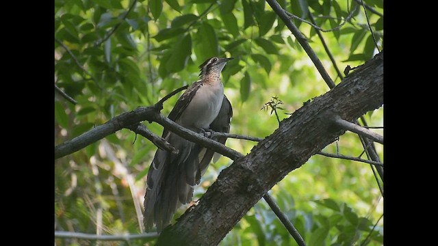 Pheasant Cuckoo - ML579071641