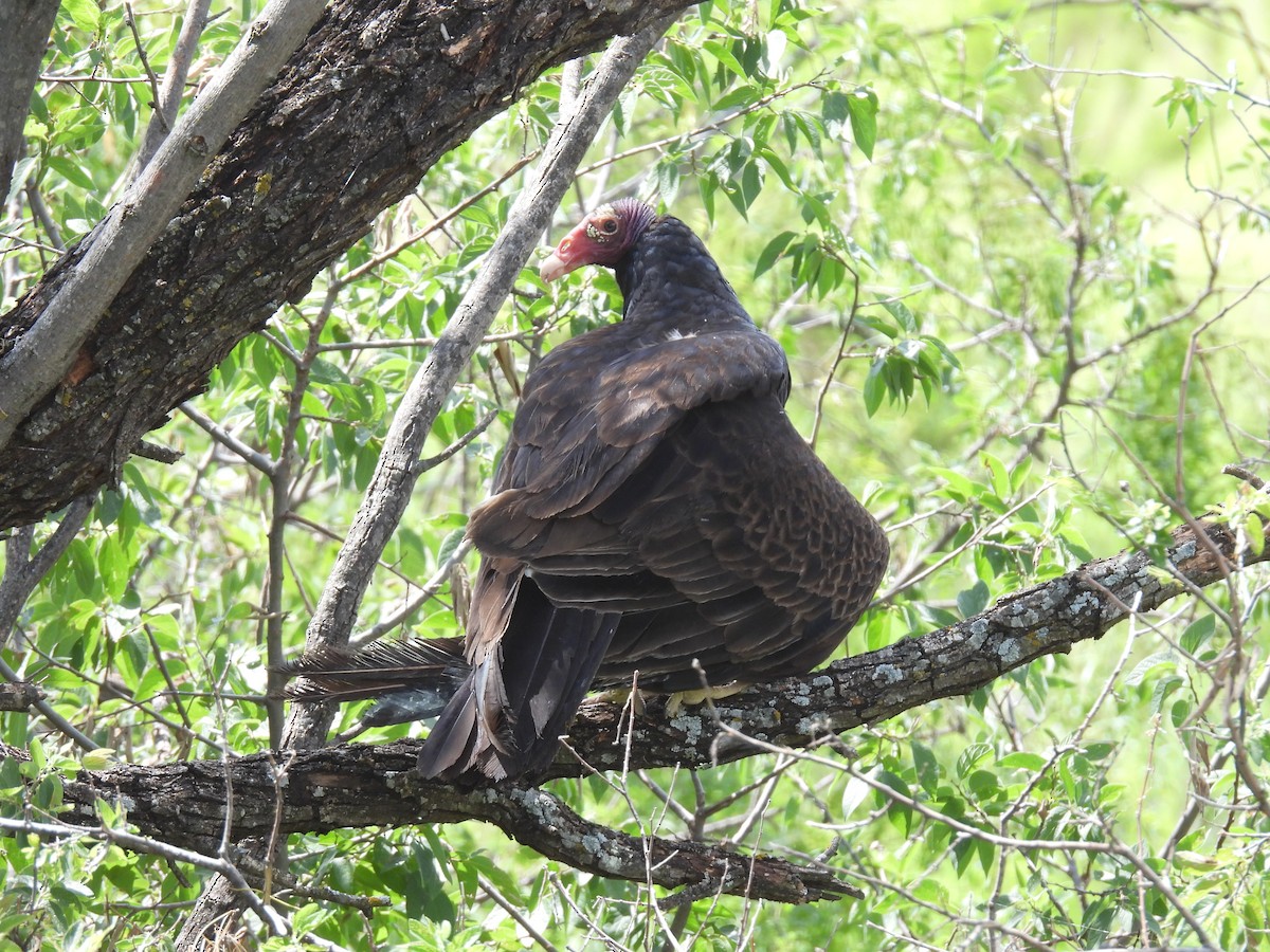 Turkey Vulture - ML579072131