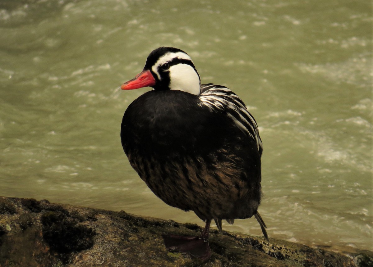 Torrent Duck - ML579074161