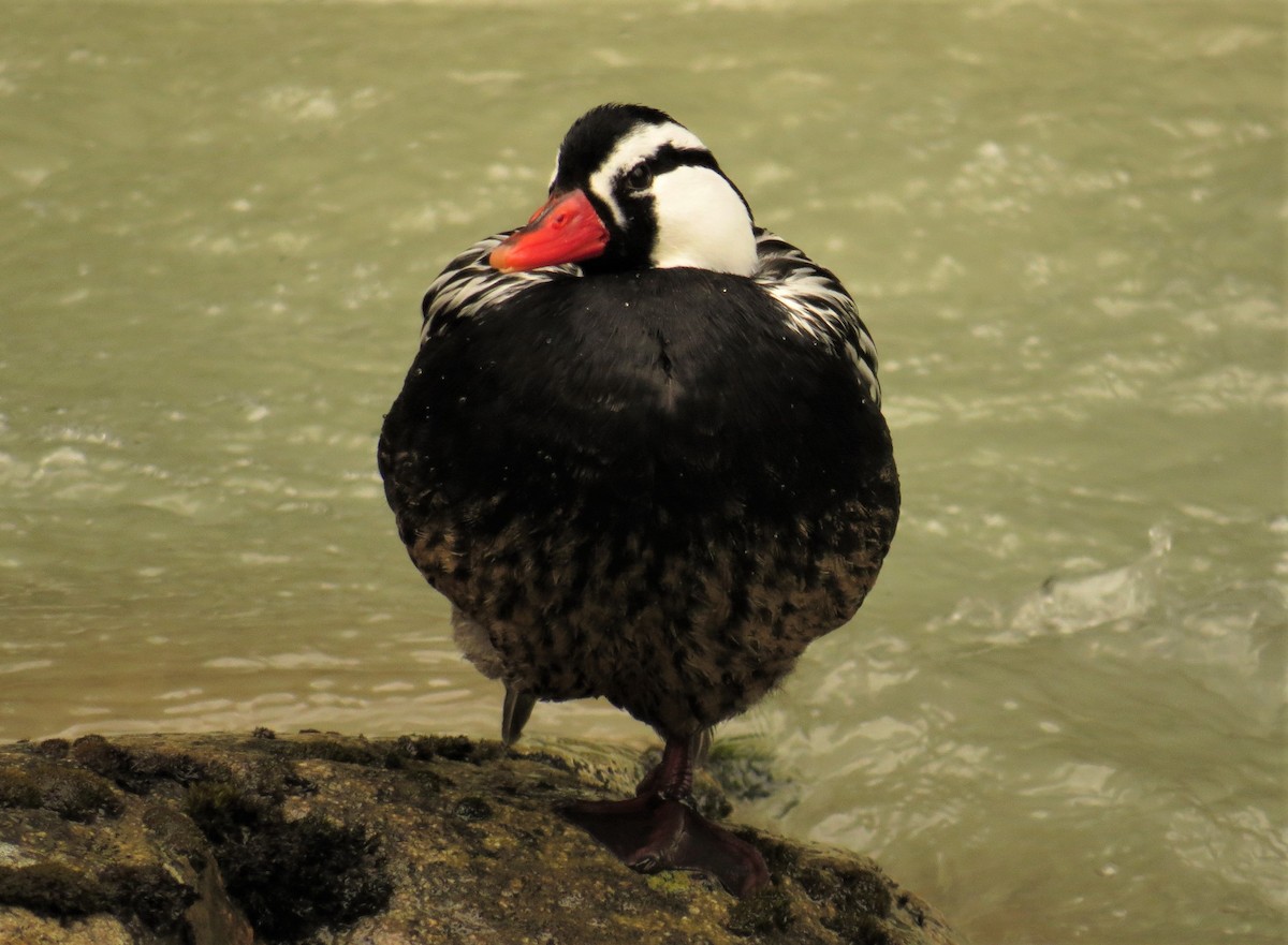 Torrent Duck - ML579074481