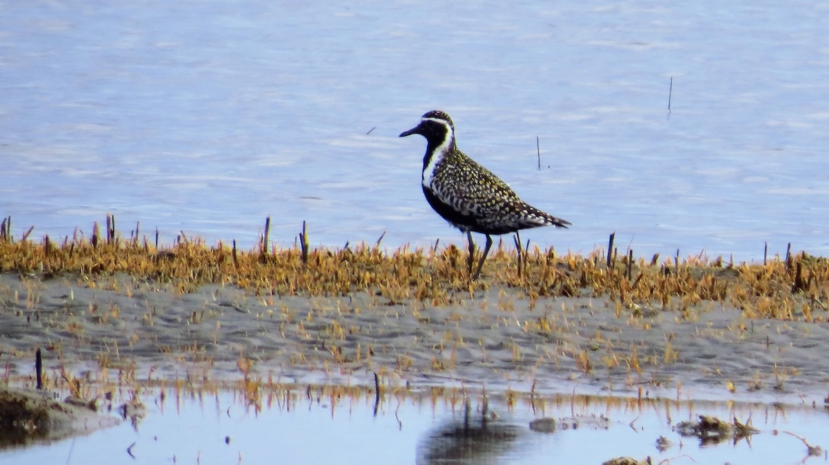 Pacific Golden-Plover - Barry Day