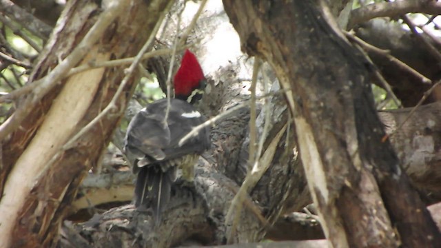 Lineated Woodpecker - ML579080741
