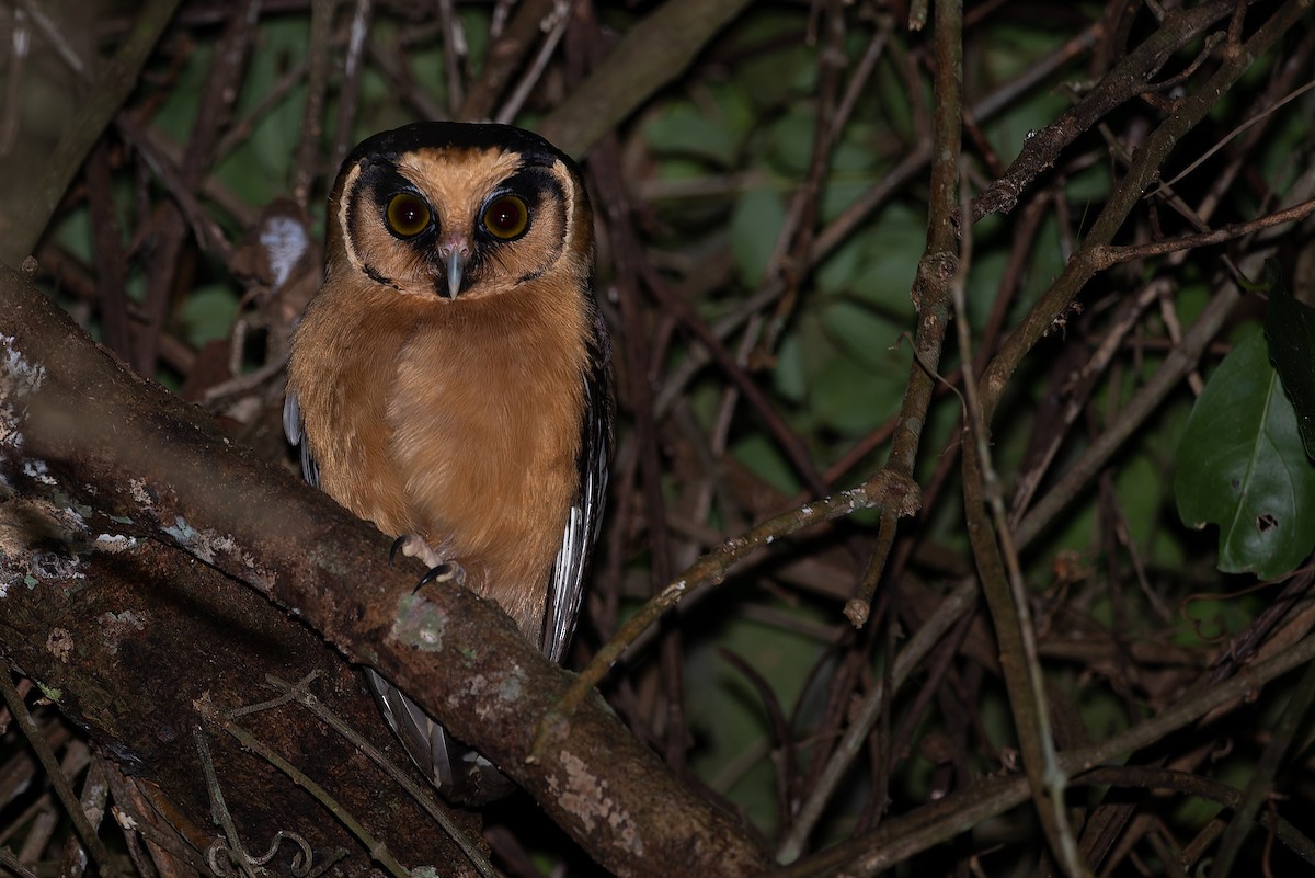 Buff-fronted Owl - ML579081231