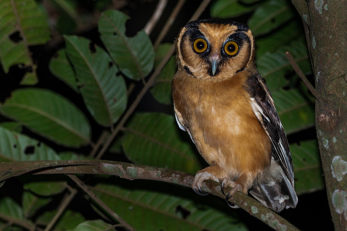 Buff-fronted Owl - ML579081241