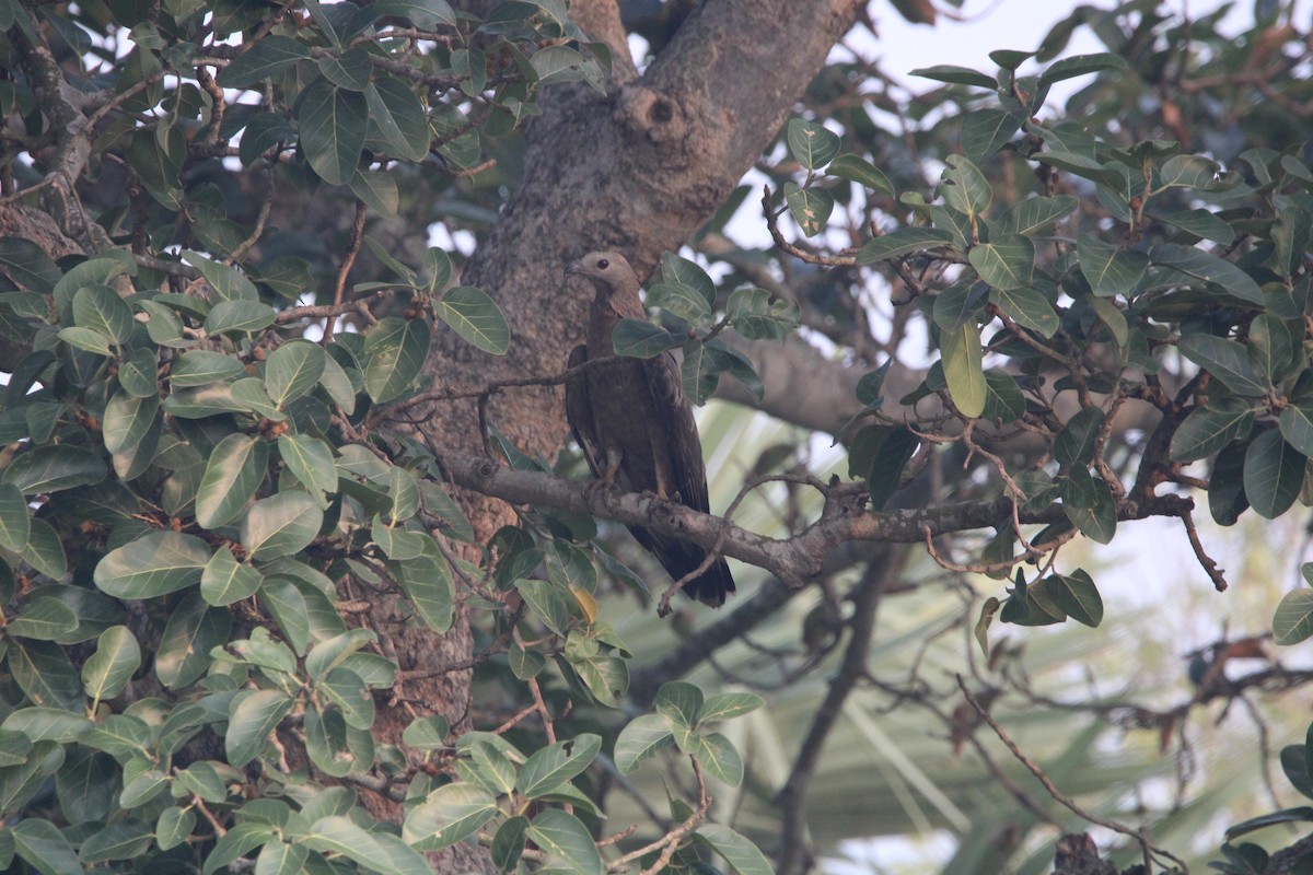 Oriental Honey-buzzard (Indomalayan) - ML579081401