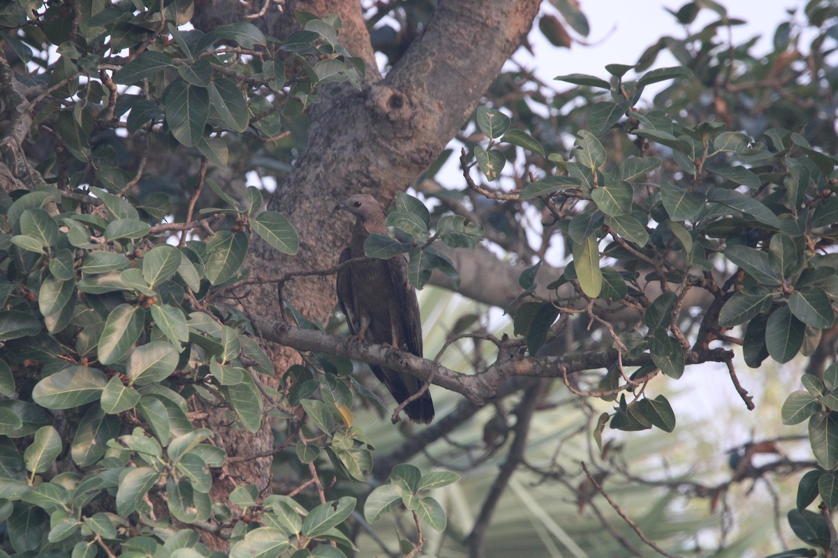 Oriental Honey-buzzard (Indomalayan) - ML579081451