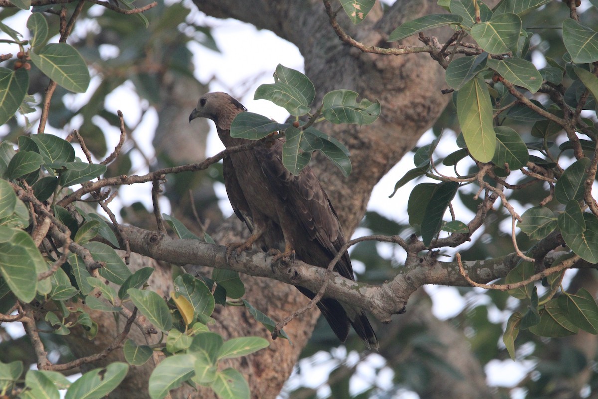 Oriental Honey-buzzard (Indomalayan) - ML579081461