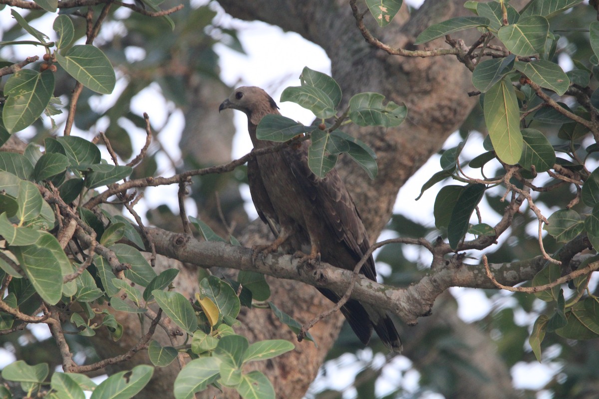 Oriental Honey-buzzard (Indomalayan) - ML579081471