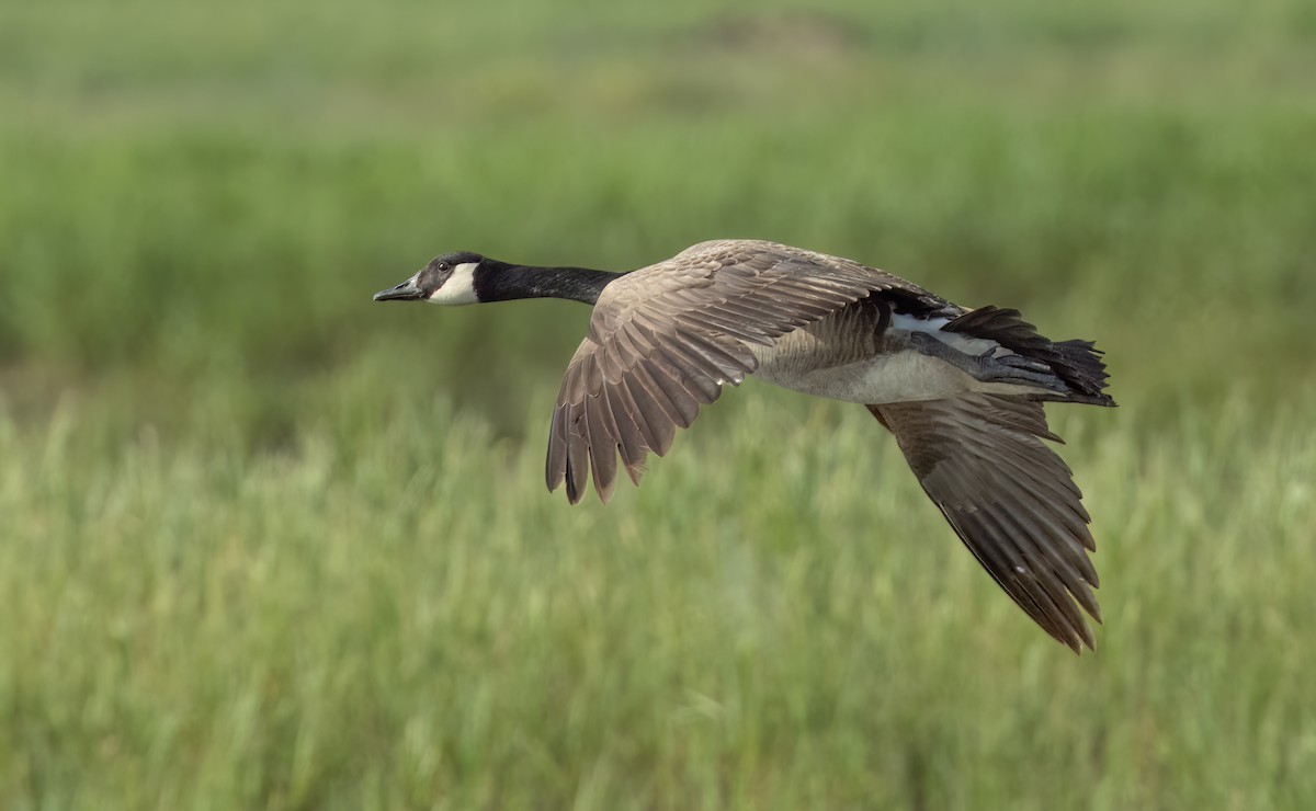 Canada Goose - Harvey Fielder