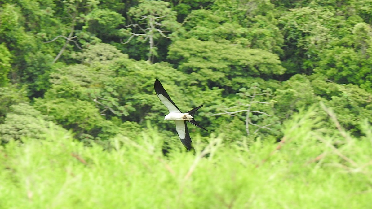 Swallow-tailed Kite - ML579081711