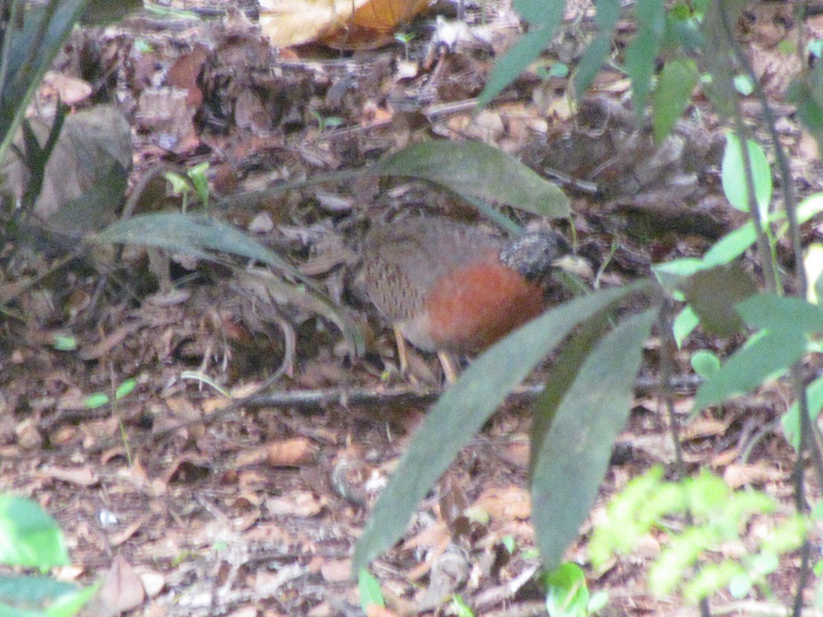 Spotted Buttonquail - ML579081721