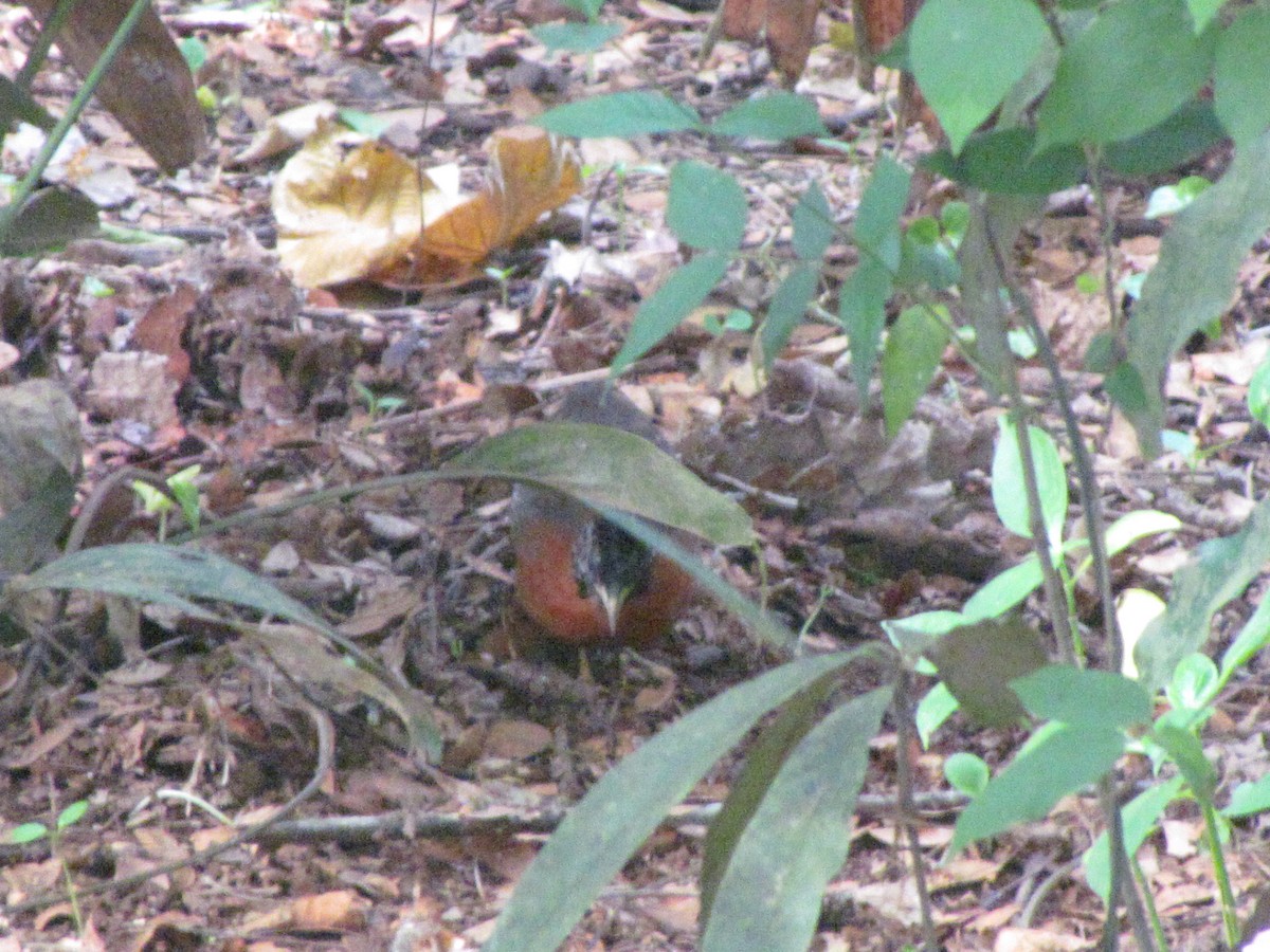 Spotted Buttonquail - ML579081831