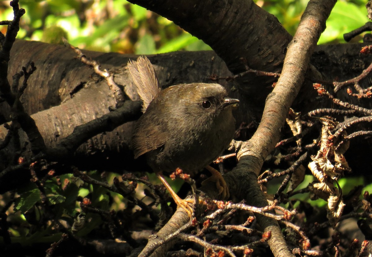 Magellanic Tapaculo - Olivares Barraza