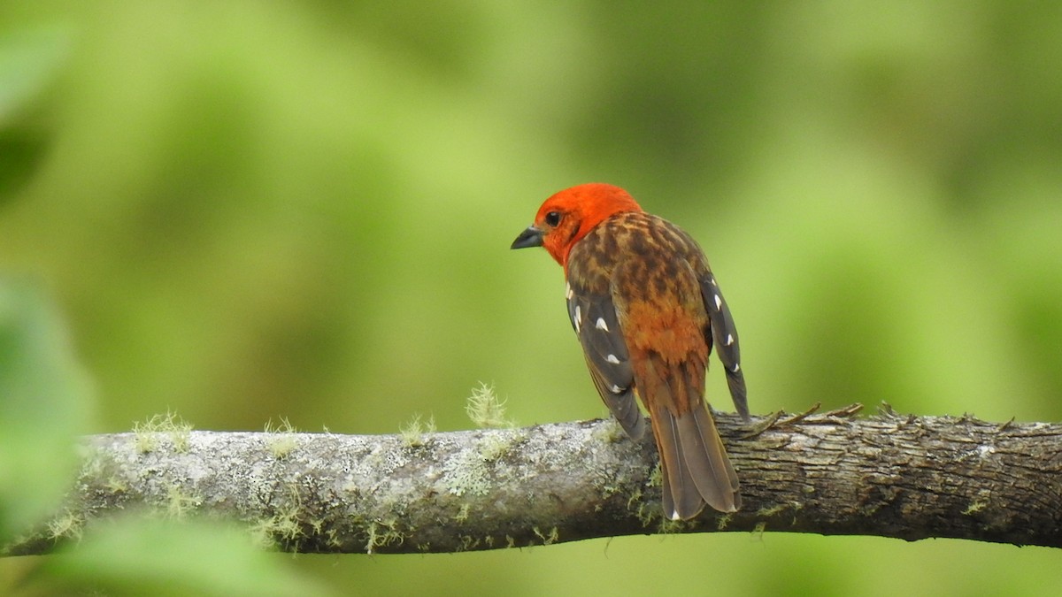 Flame-colored Tanager - ML579085301