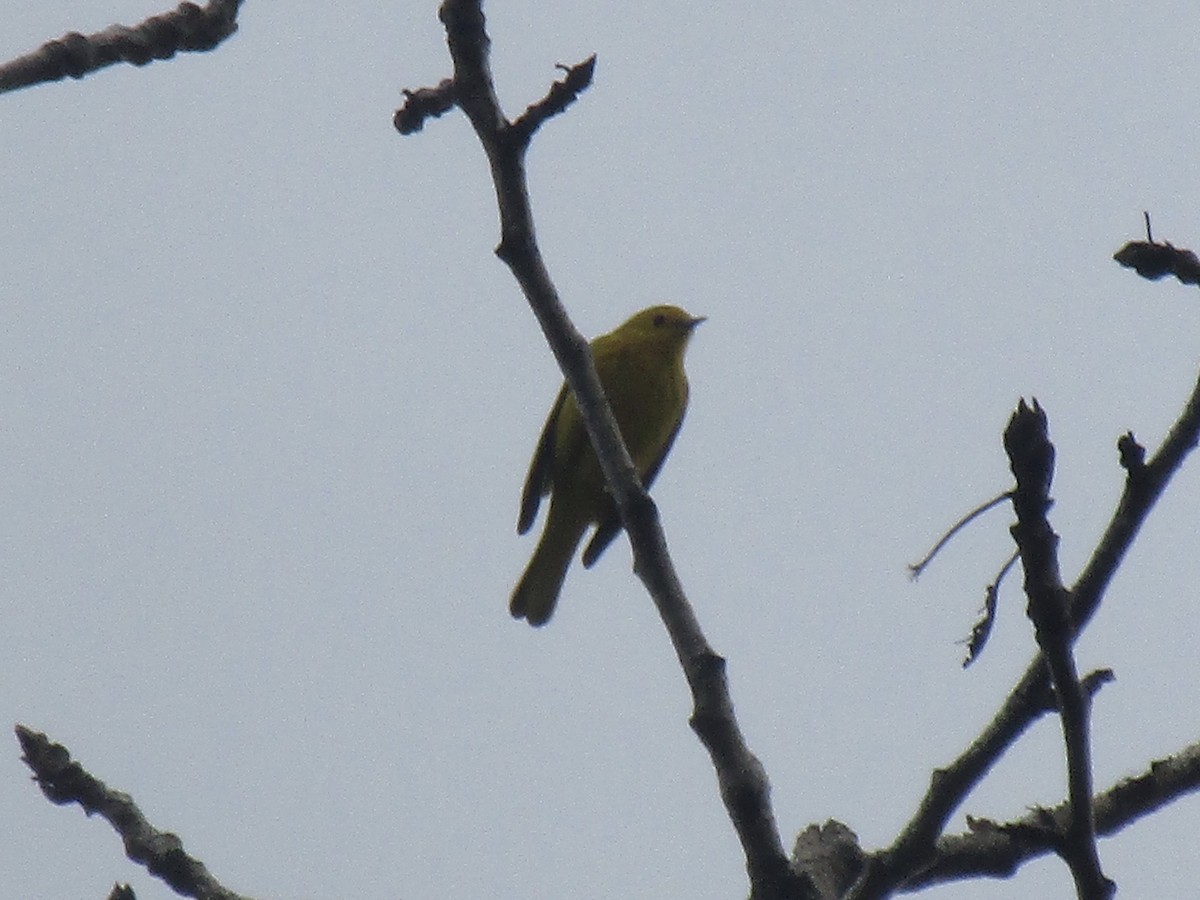 Yellow Warbler (Northern) - Matthew Cozart