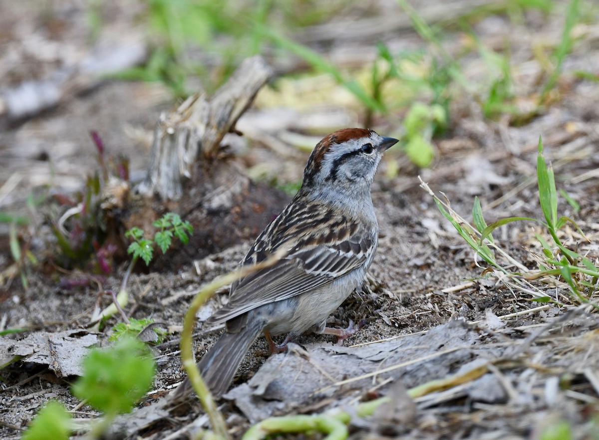 Chipping Sparrow - ML579091131