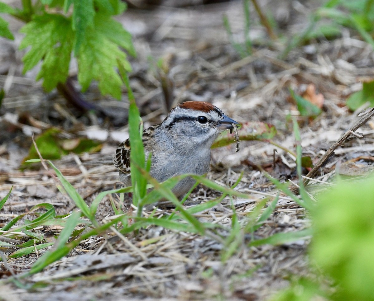 Chipping Sparrow - ML579091141