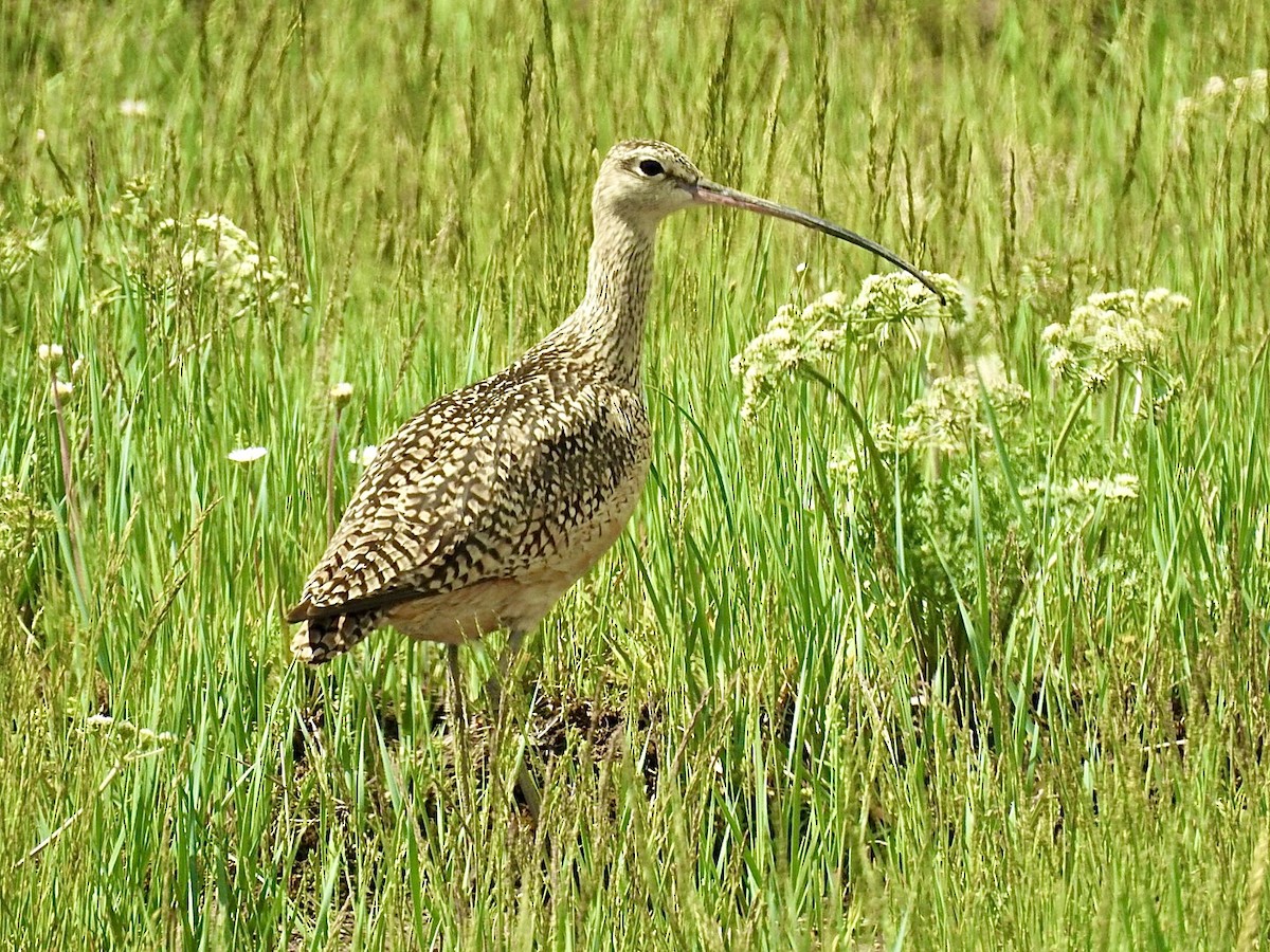 Long-billed Curlew - ML579091911