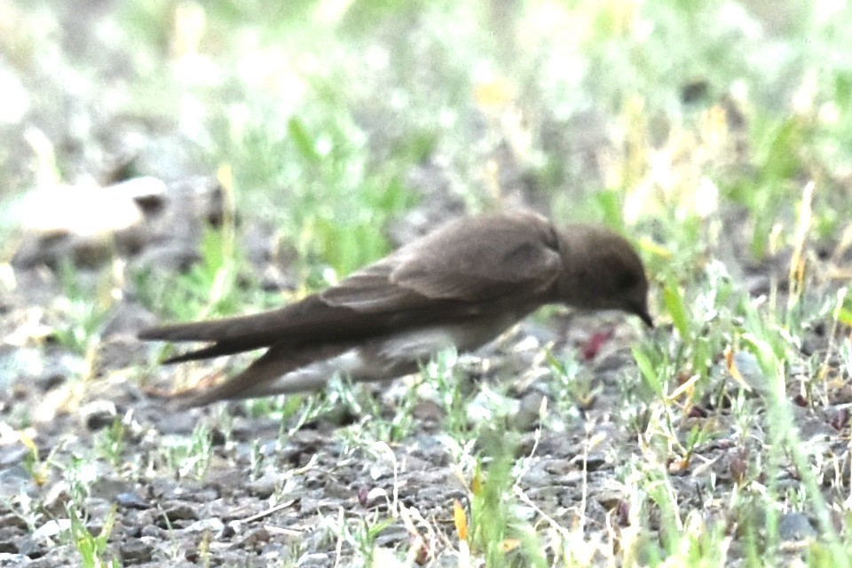 Northern Rough-winged Swallow - ML579092461