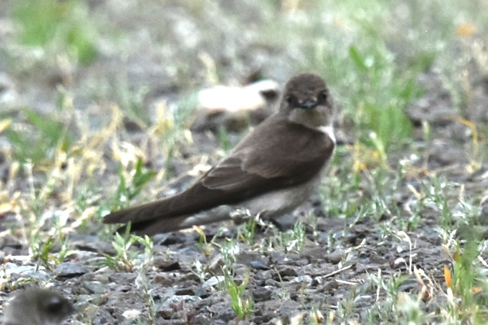Northern Rough-winged Swallow - ML579092481