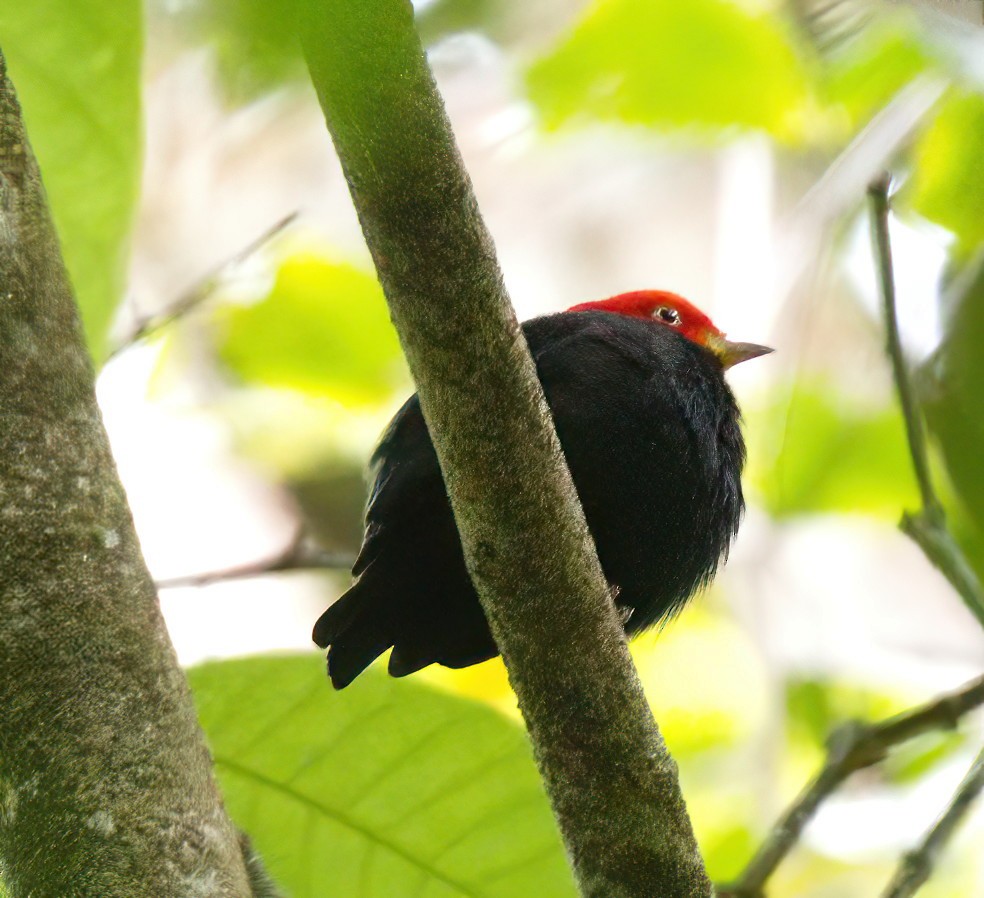 Red-capped Manakin - ML579093661