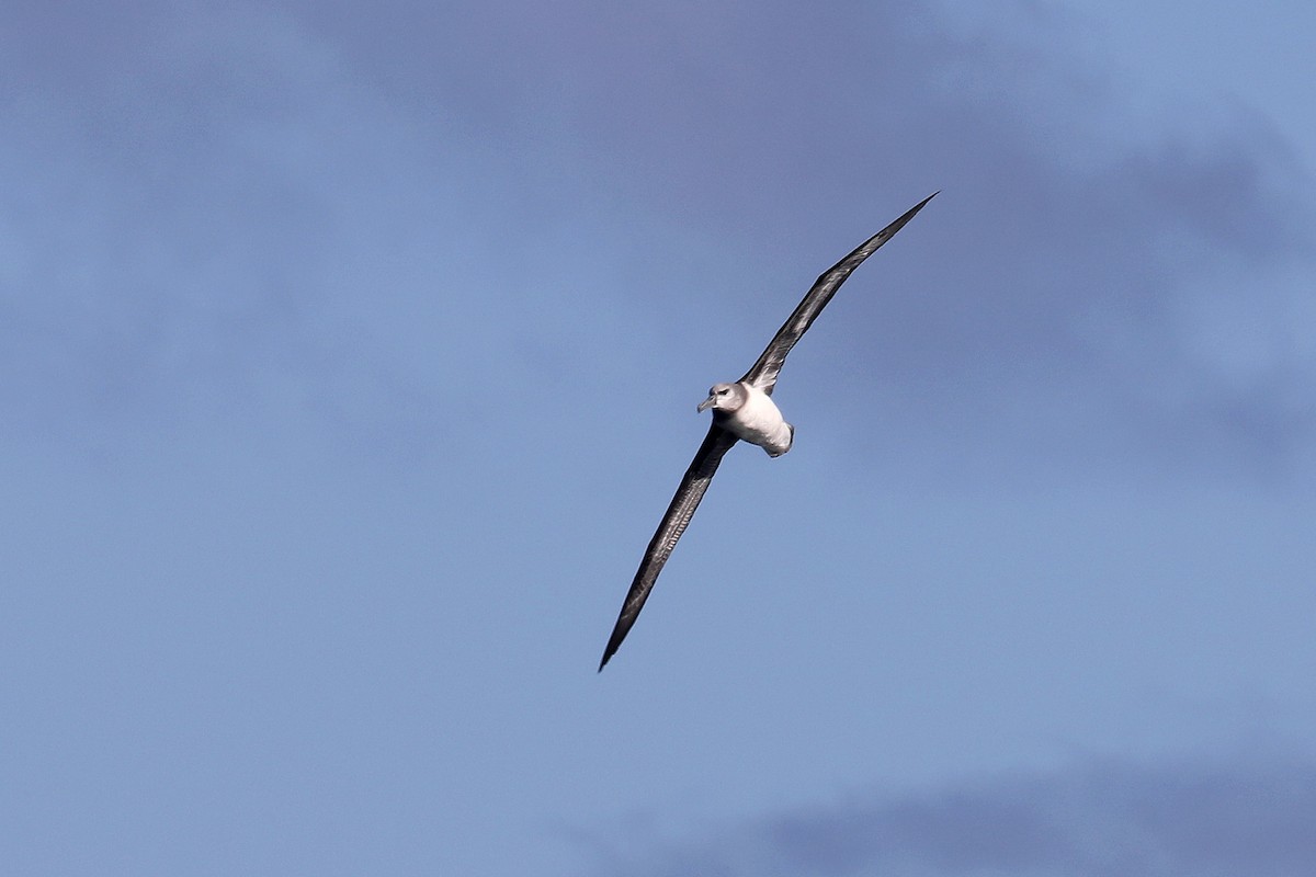albatros šedohlavý - ML579096621