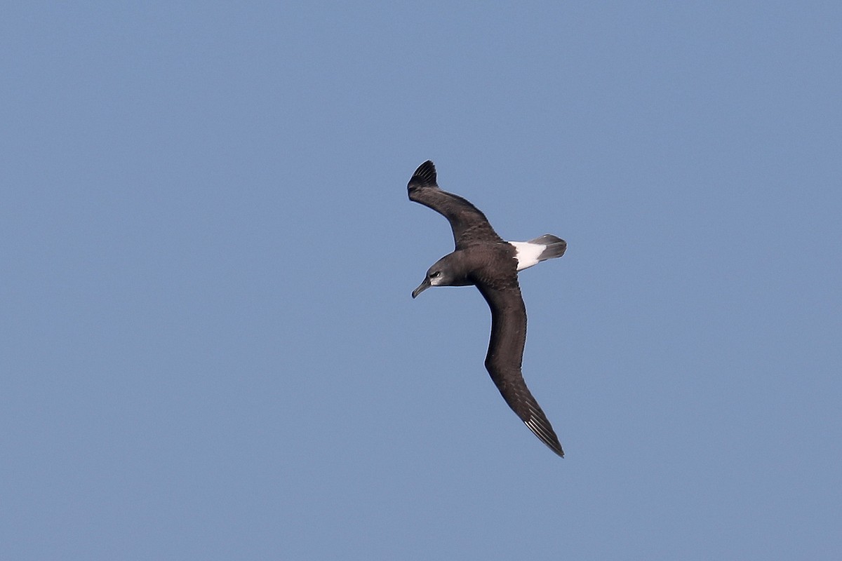 albatros šedohlavý - ML579096651
