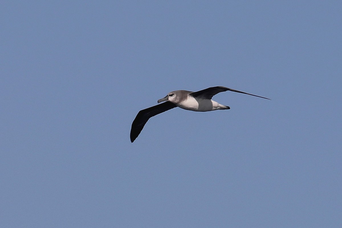 albatros šedohlavý - ML579096781