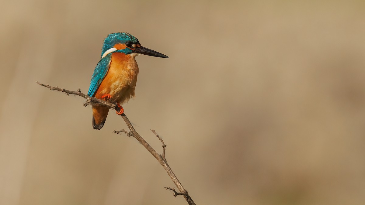 Common Kingfisher - Robert Tizard