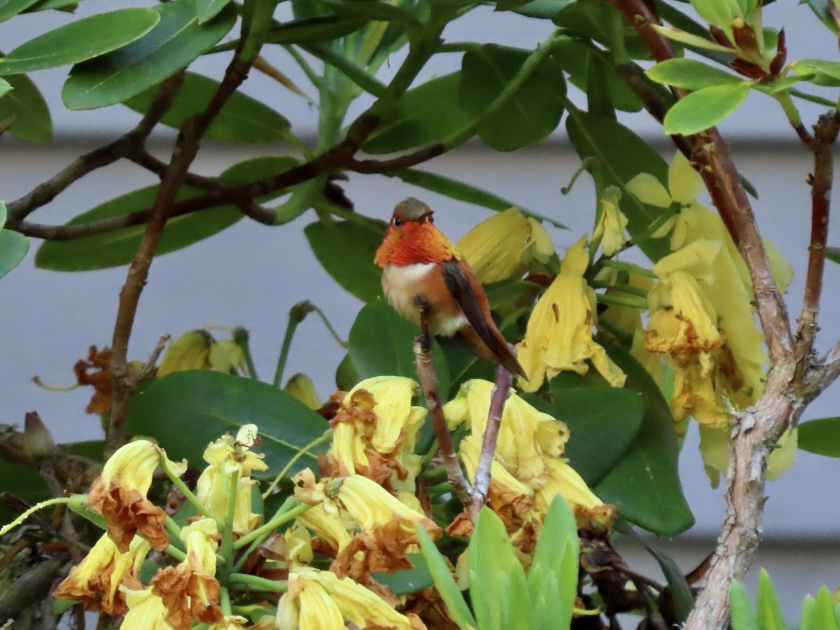 Rufous Hummingbird - ML579097081
