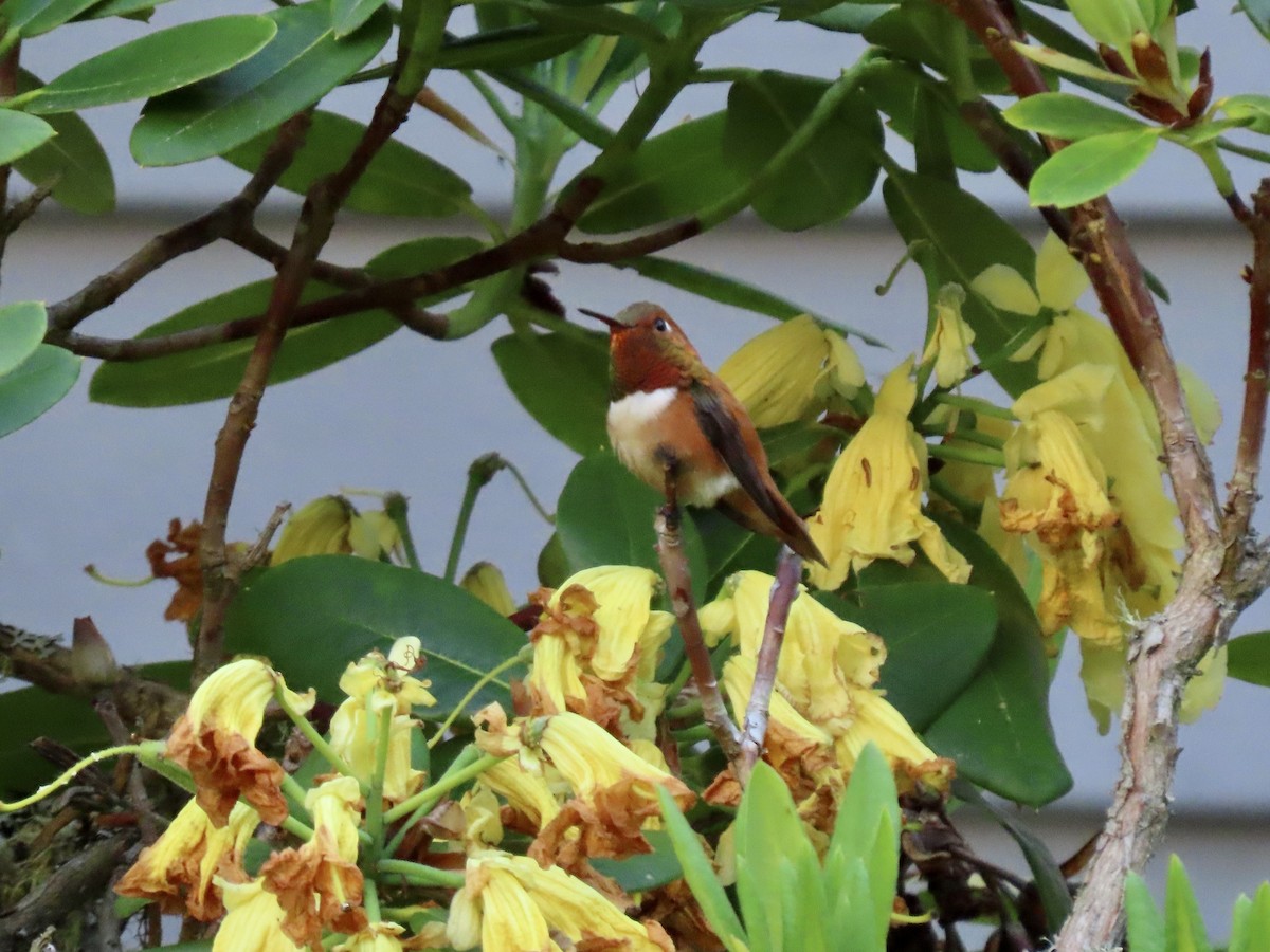 Rufous Hummingbird - ML579097091