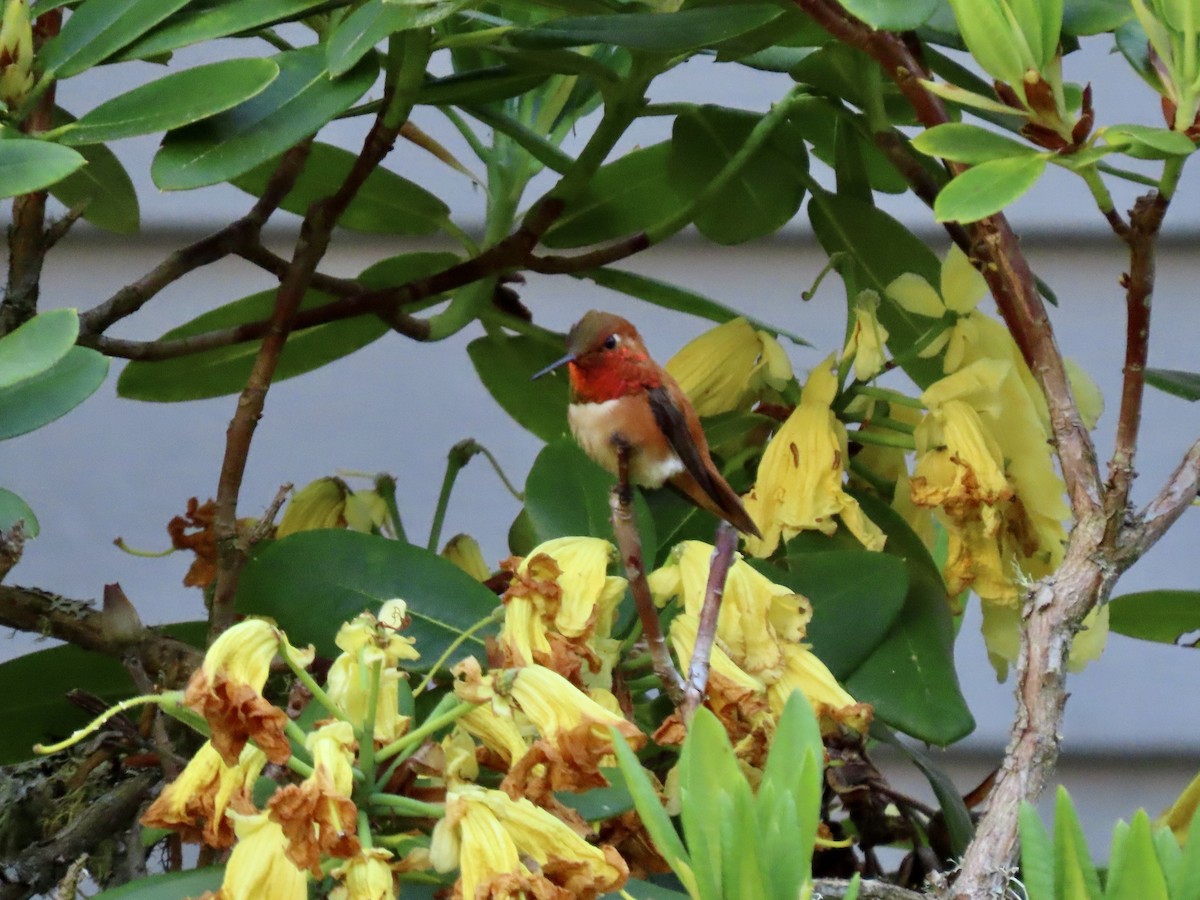 Rufous Hummingbird - ML579097111
