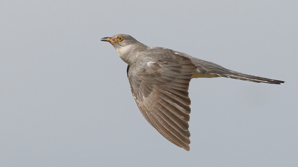 Common Cuckoo - Robert Tizard