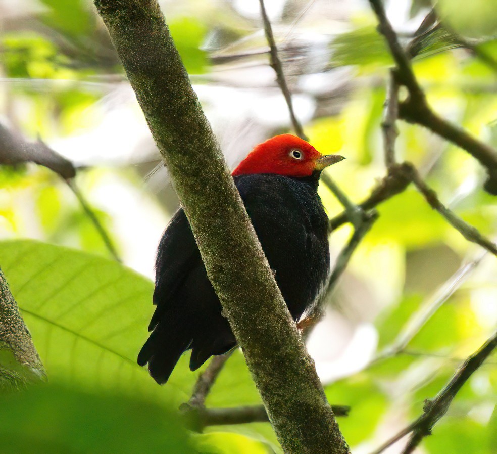 Red-capped Manakin - ML579101581