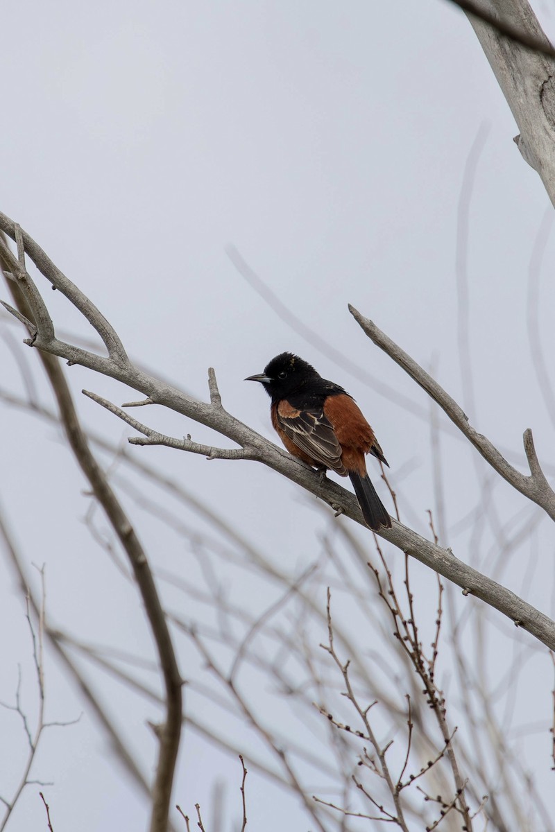 Orchard Oriole - ML579103601