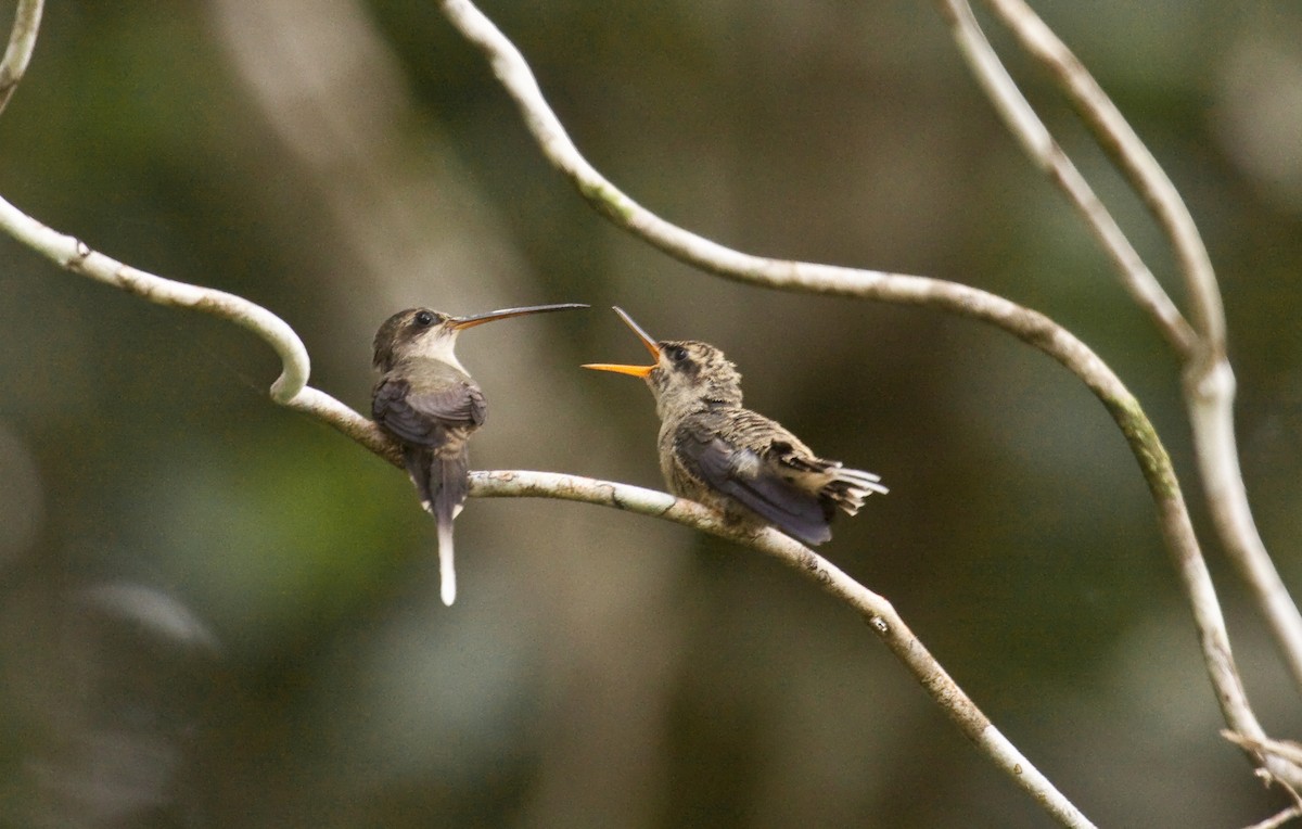 Прямоклювый колибри-отшельник - ML579104811