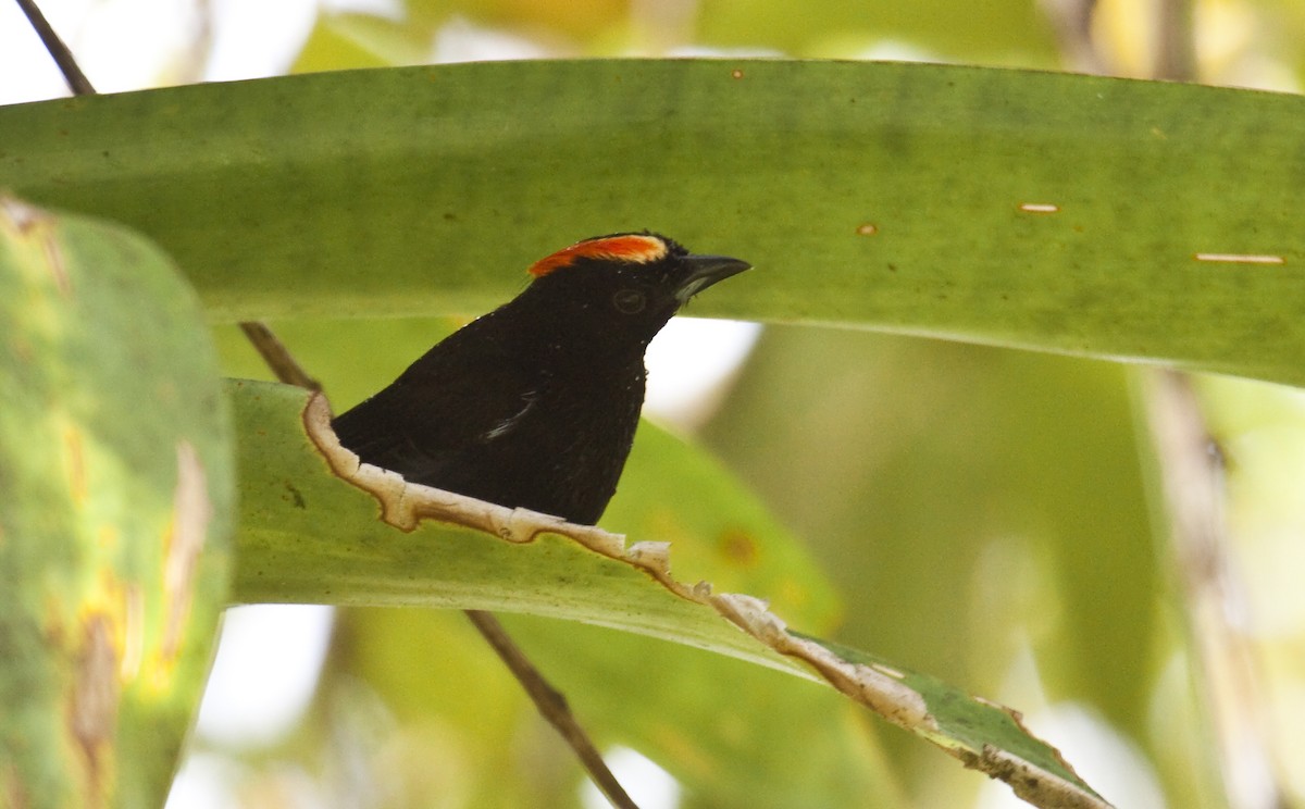 Flame-crested Tanager - ML579106931