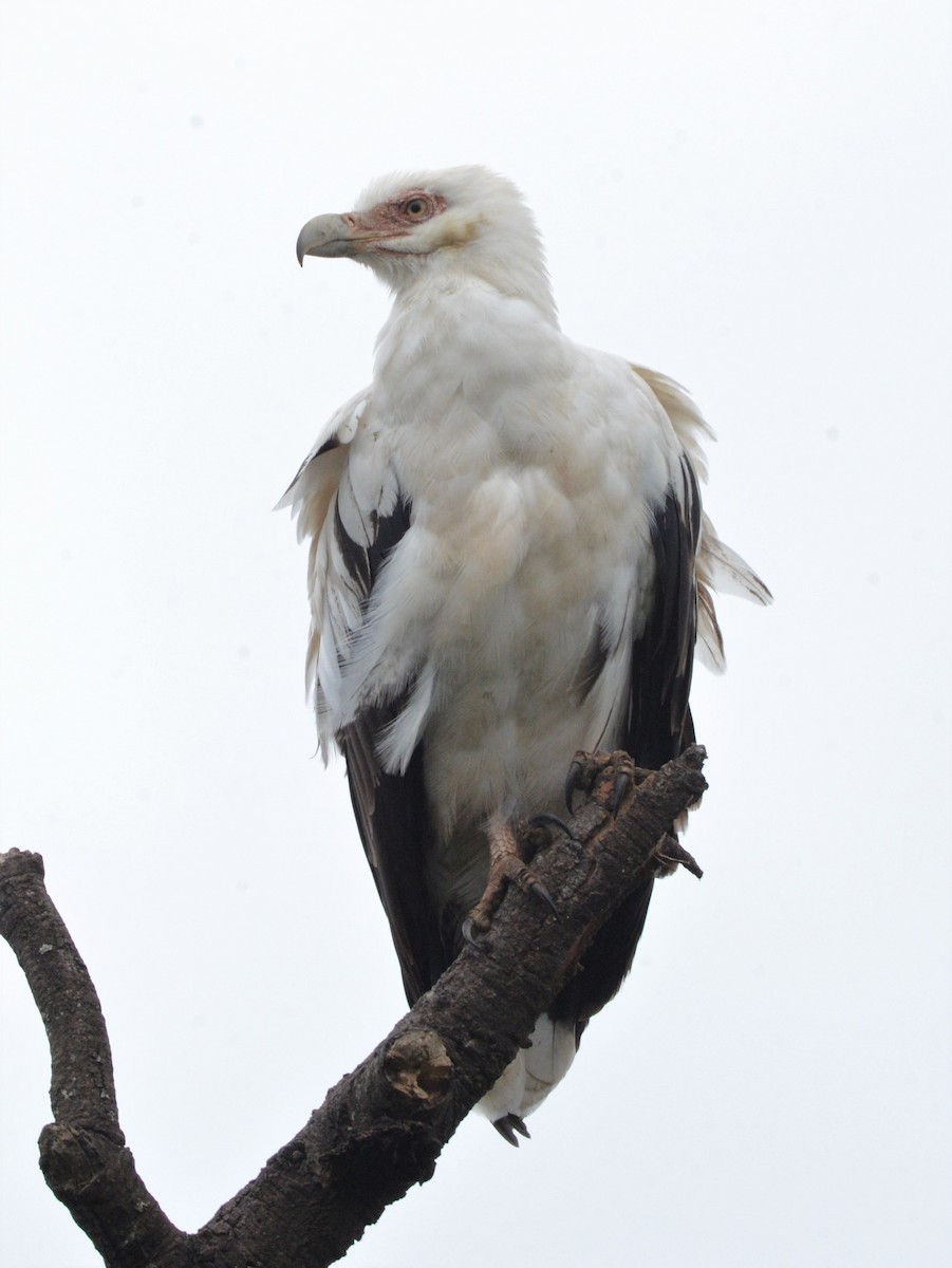 Palm-nut Vulture - Bertina K