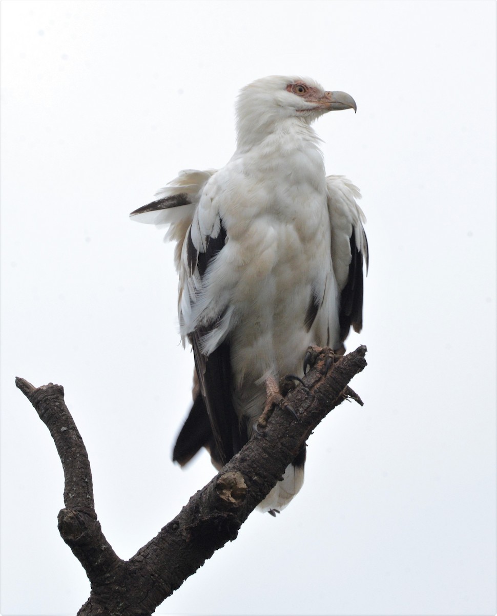 Palm-nut Vulture - Bertina K