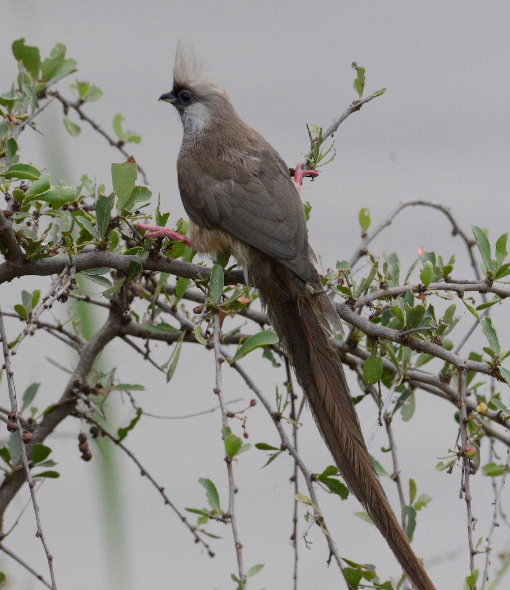 Speckled Mousebird - ML579108951