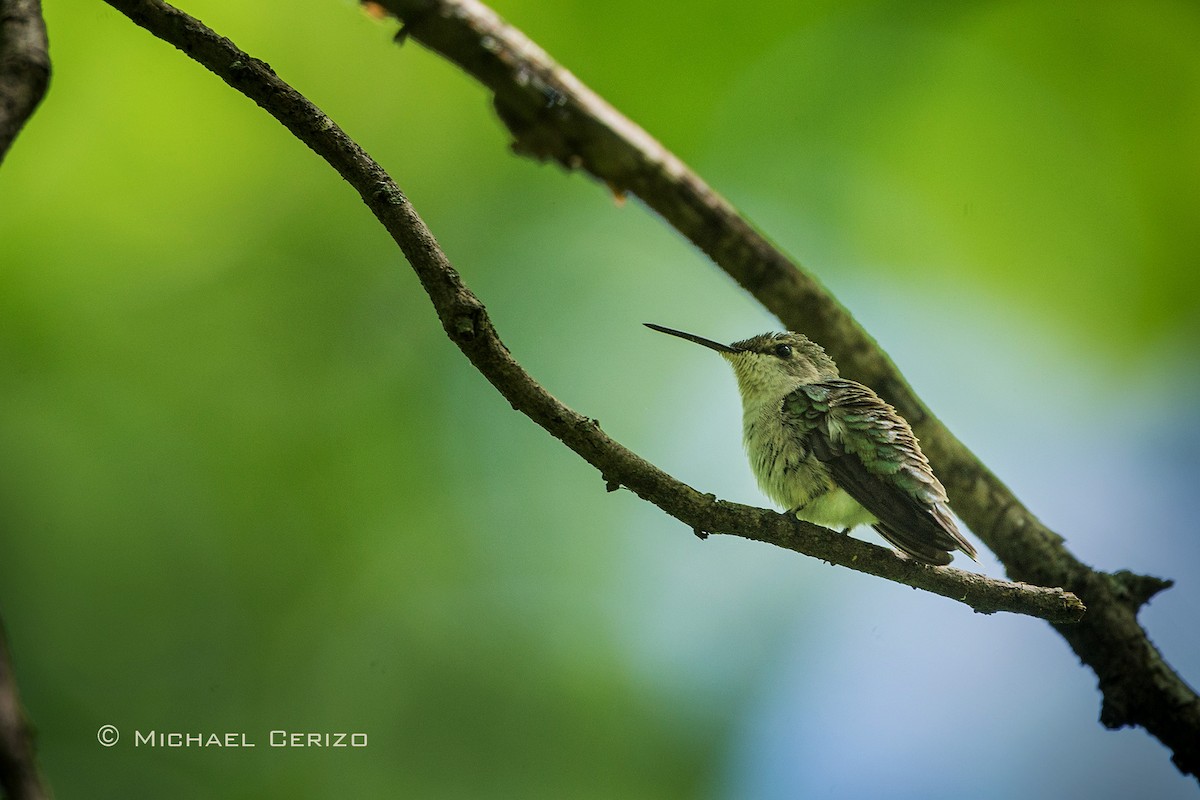 Ruby-throated Hummingbird - Michael Cerizo
