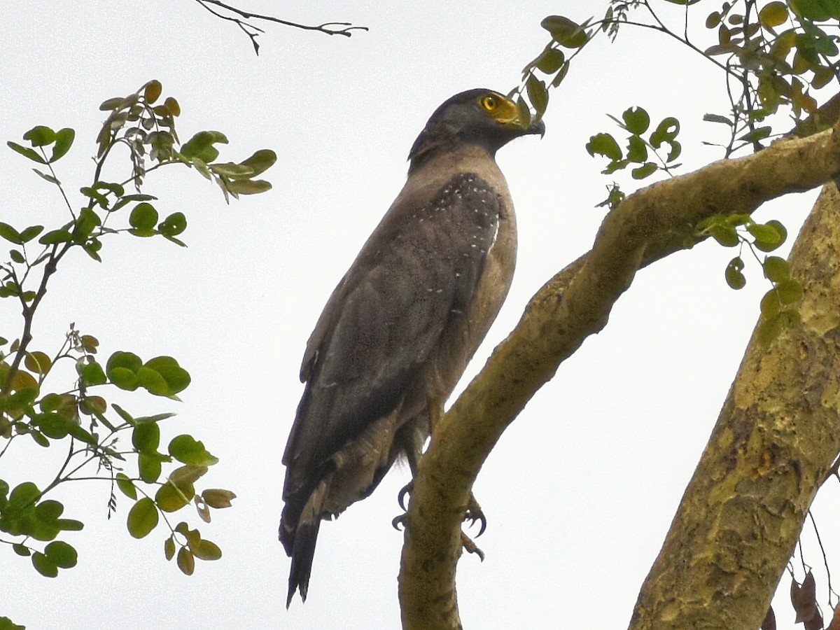 Crested Serpent-Eagle - ML579112291
