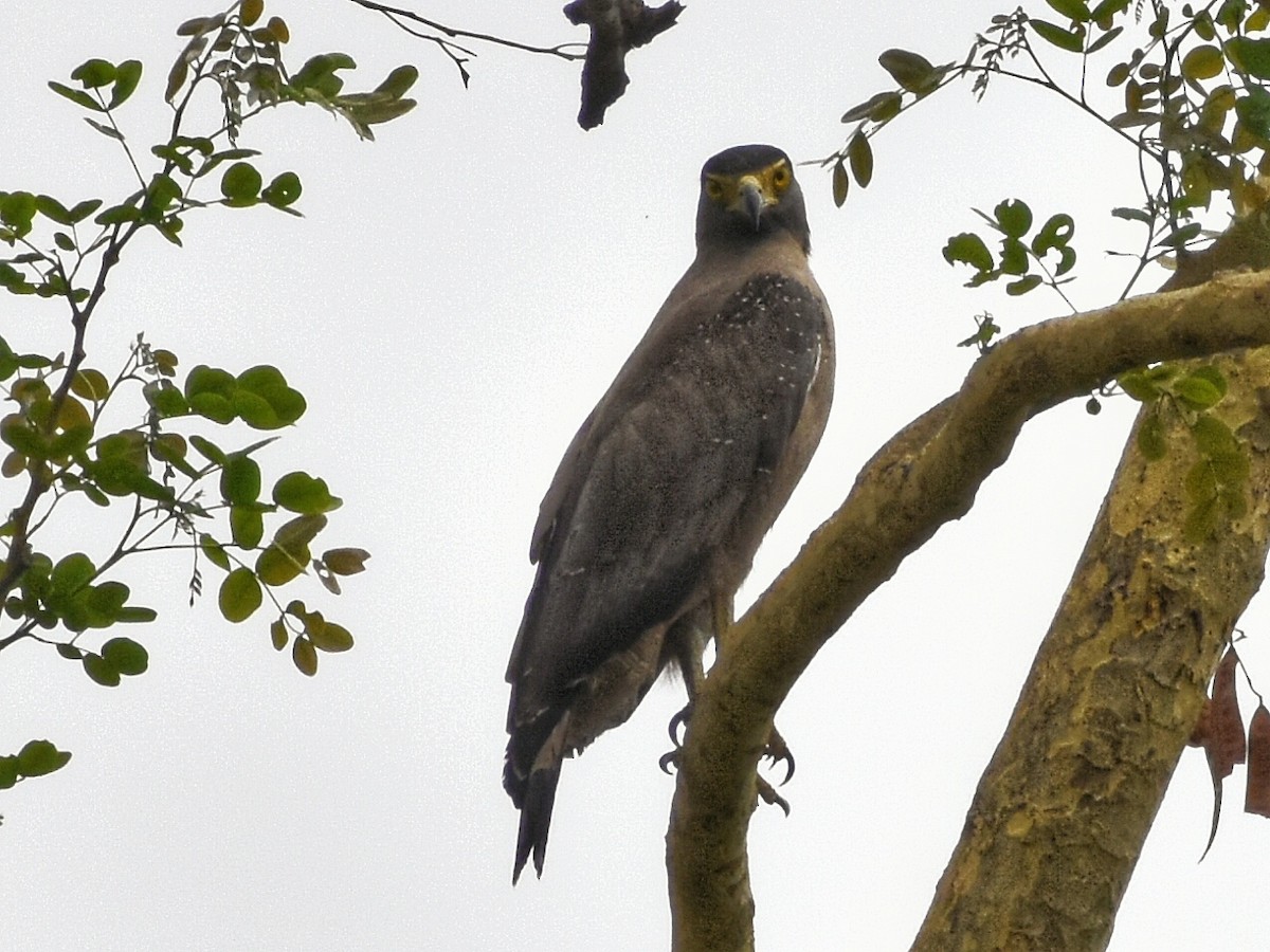 Crested Serpent-Eagle - ML579112301