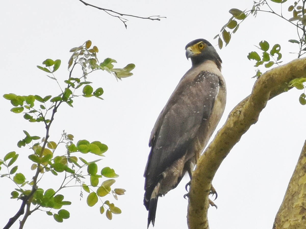 Crested Serpent-Eagle - ML579112311