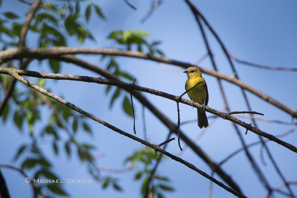 Orchard Oriole - ML57911241